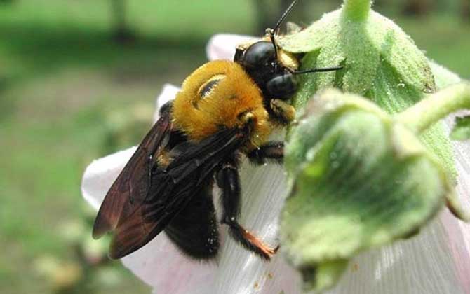 蜂類的品種及圖片大全 木蜂