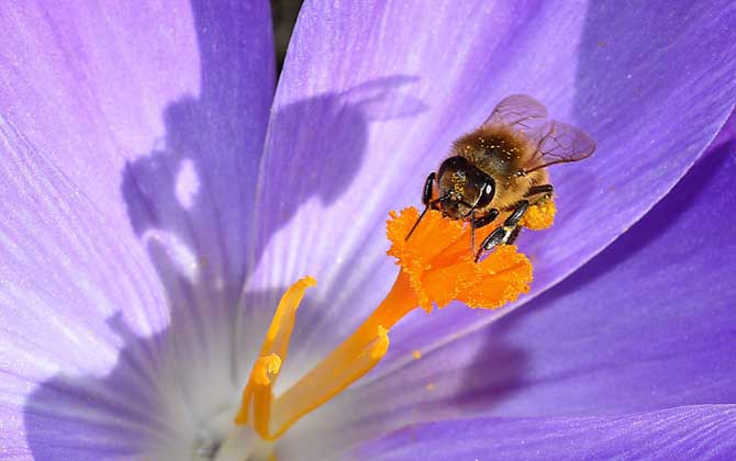蜜蜂的習(xí)性及發(fā)育過(guò)程 蜜蜂