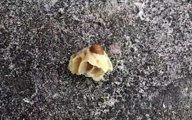 工蜂是怎么殺死老蜂王的? 蜂王