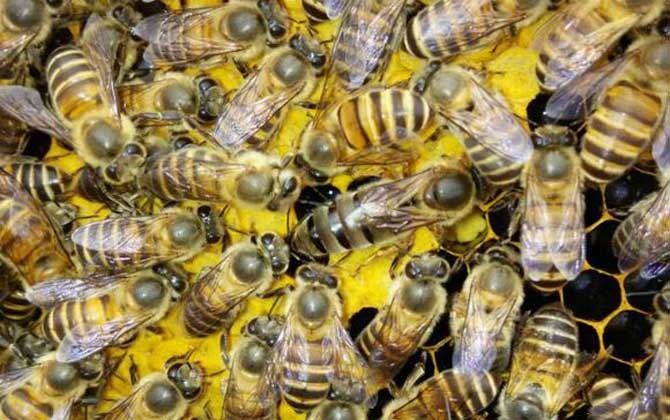 工蜂是怎么殺死老蜂王的? 蜂王