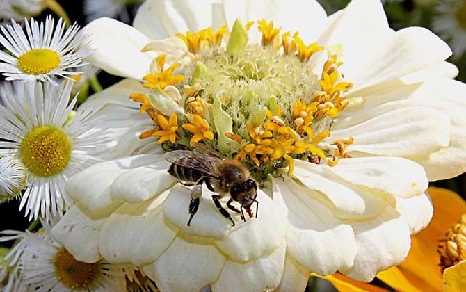 蜜蜂毒刺鉆進肉里會消失嗎? 蜜蜂