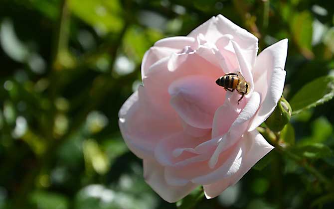 被蜜蜂蟄了會自愈嗎? 蜜蜂