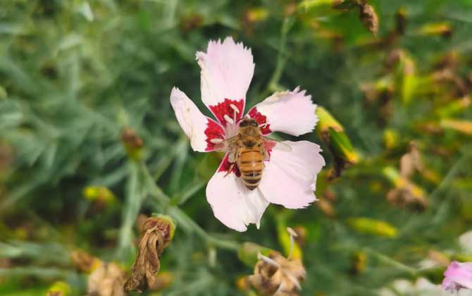 被蜜蜂蟄了會自愈嗎? 蜜蜂