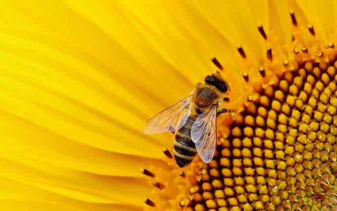 蜜蜂