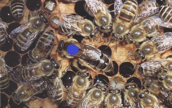 黑蜂有毒嗎? 黑蜂