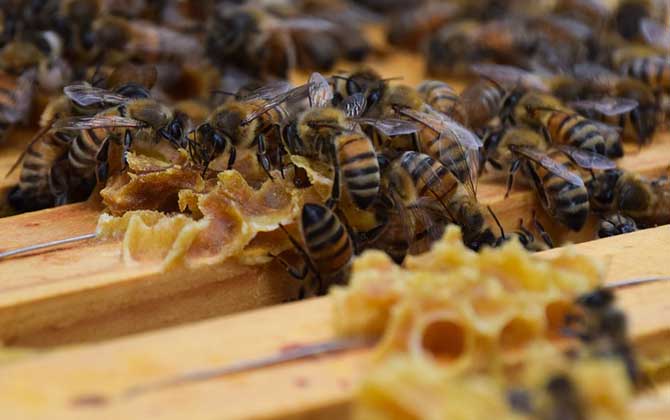 蜜蜂立秋前后幾天秋繁? 蜜蜂秋繁