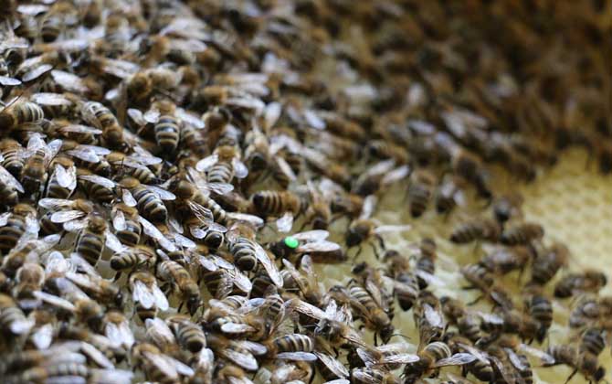 怎樣從蜂團中找到蜂王? 蜂王