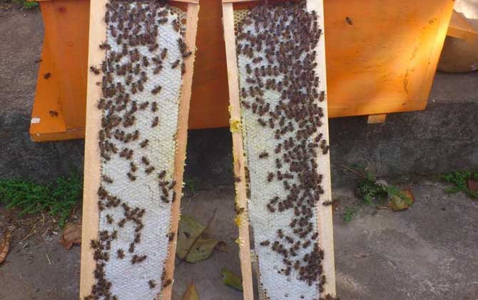 中蜂雙王群什么時間組織? 中蜂雙王群