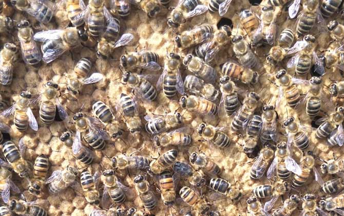 中蜂強群怎么養