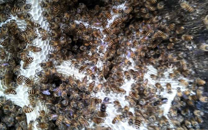 中蜂強群怎么養