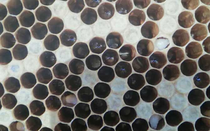 中蜂強群怎么養