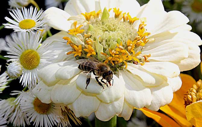 蜂王為什么會帶領蜂群逃跑? 蜂王為什么逃跑