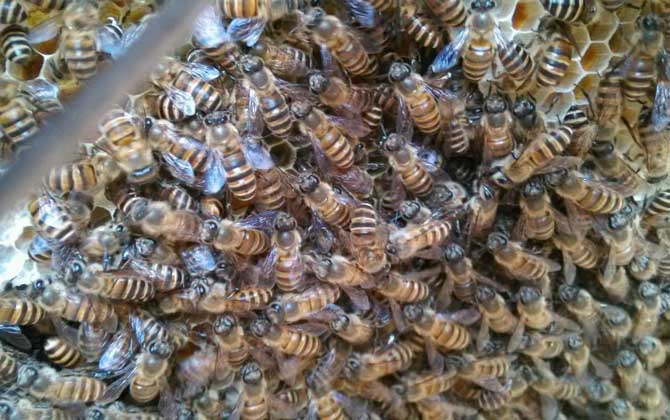 冬季養蜂