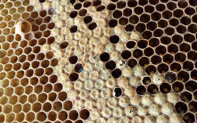 一框蜂怎樣快速繁殖起來? 蜜蜂