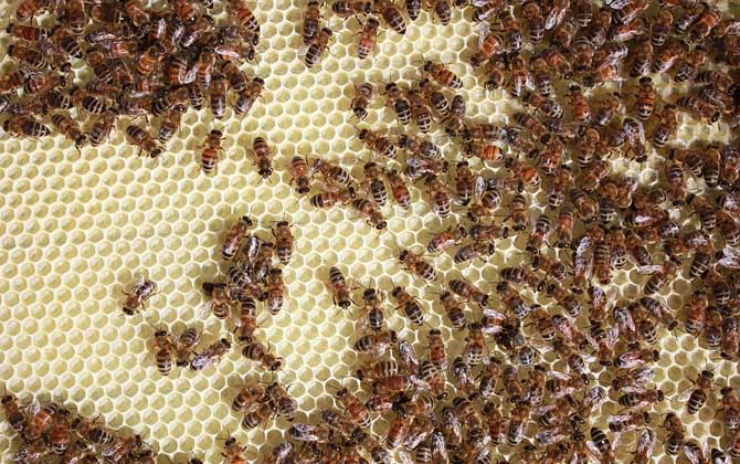 一框蜂怎樣快速繁殖起來? 蜜蜂