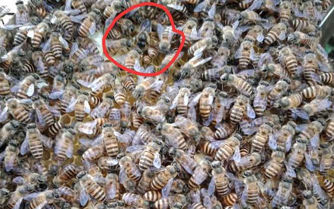 蜂群失王的原因及補救辦法 蜂王