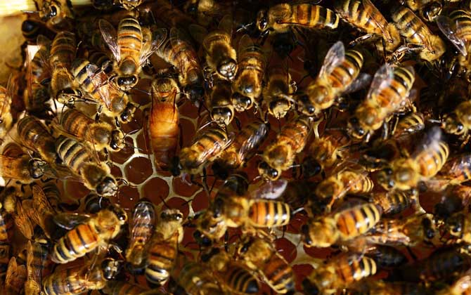 不讓蜜蜂分蜂怎么解決? 蜜蜂