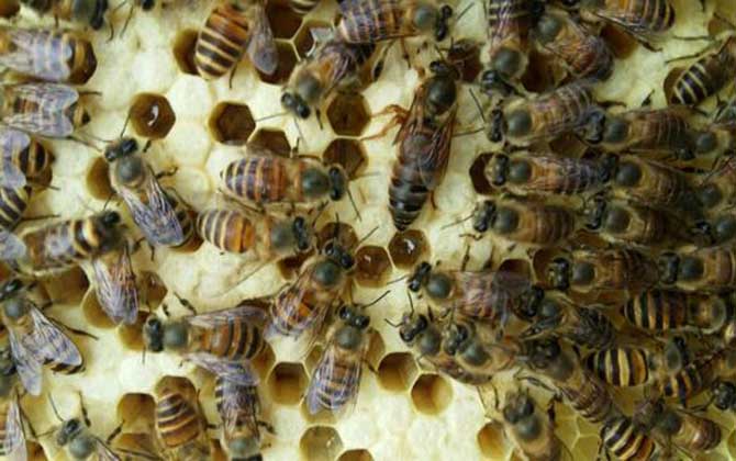 介王成功多久恢復產卵? 介王