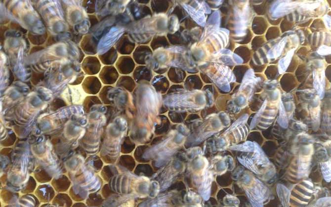 介王成功多久恢復產卵? 介王