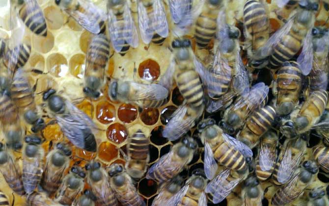 割脾造王的原理及育王技術(shù) 割脾造王