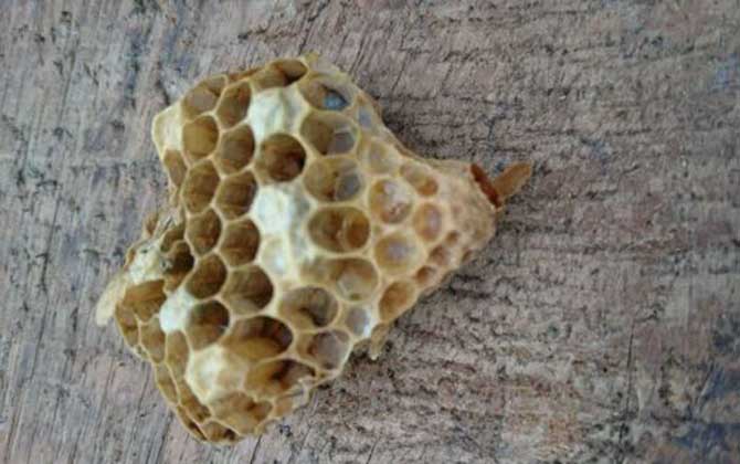 割脾造王的原理及育王技術(shù) 割脾造王