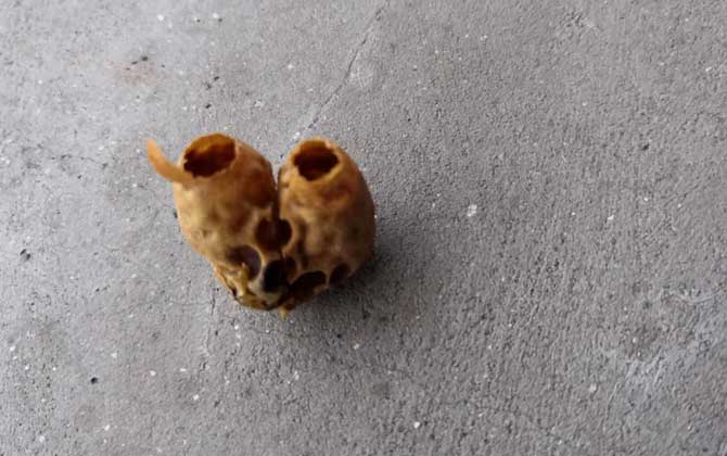 割脾造王的原理及育王技術(shù) 割脾造王