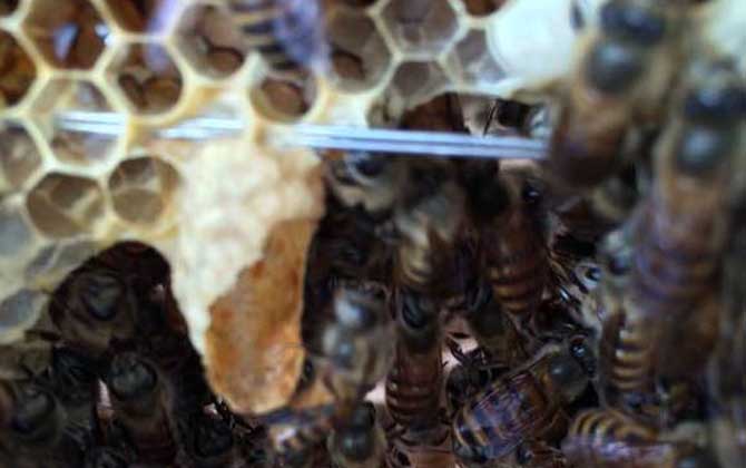 割脾造王的原理及育王技術(shù) 割脾造王