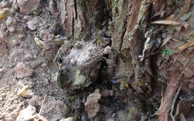 南方誘蜂方法及注意事項 誘蜂