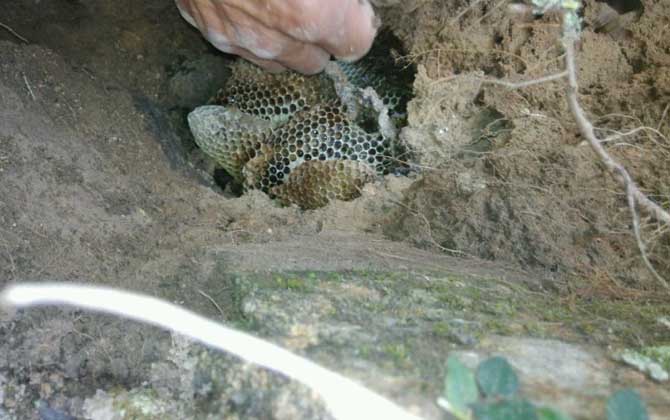 南方誘蜂方法及注意事項 誘蜂