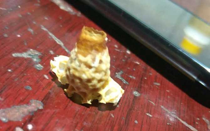 蜜蜂人工育王方法及注意事項 人工育王