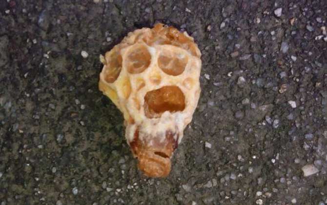 蜜蜂人工育王方法及注意事項 人工育王