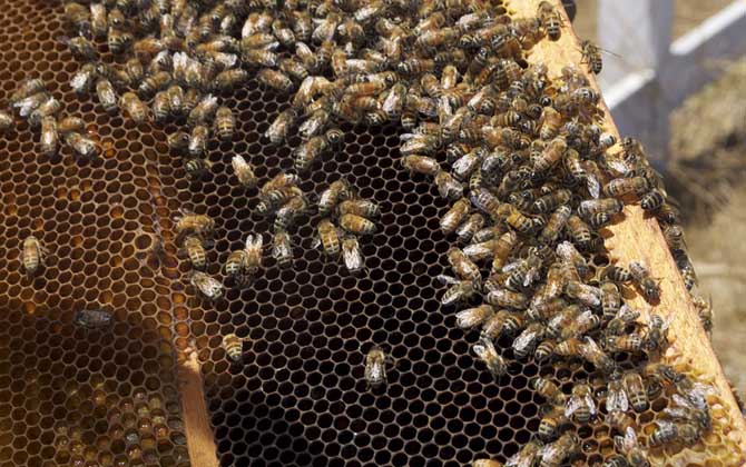 用白酒蜜蜂合群方法及注意事項(xiàng) 蜜蜂合群