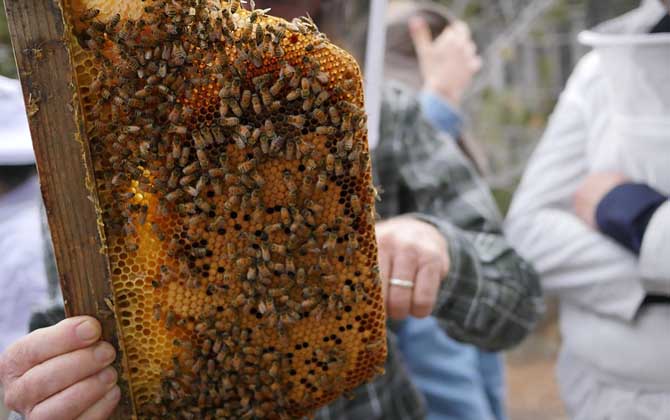 用白酒蜜蜂合群方法及注意事項(xiàng) 蜜蜂合群