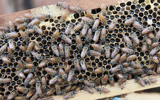 用白酒蜜蜂合群方法及注意事項(xiàng) 蜜蜂合群