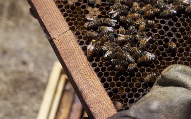 用白酒蜜蜂合群方法及注意事項(xiàng) 蜜蜂合群