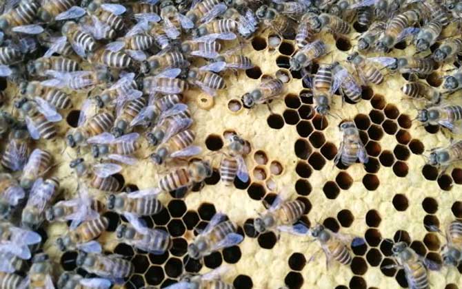 蜜蜂秋繁一脾蜂能出幾框? 秋繁