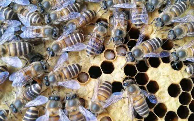 蜜蜂秋繁的重要性和關鍵技術 蜜蜂秋繁