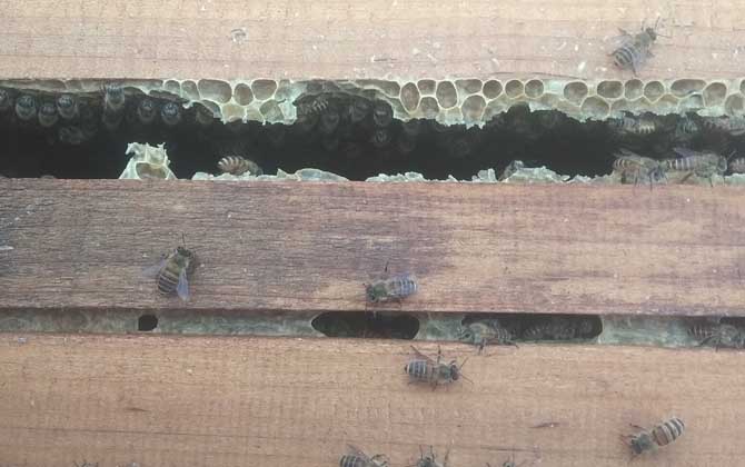 蜜蜂秋繁的重要性和關鍵技術 蜜蜂秋繁