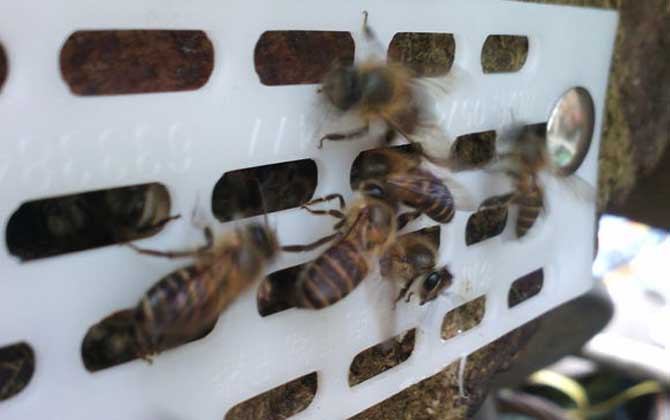 蜜蜂剛抓回來怎么養(yǎng)? 蜜蜂