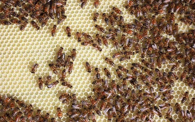 為什么蜜蜂越養越少了? 養蜜蜂