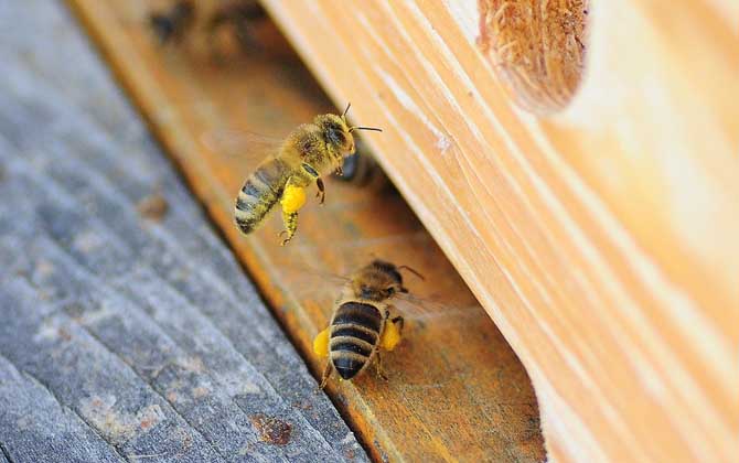 雙王群會不會導致分蜂? 雙王群