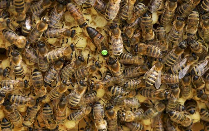 蜂群失王多久可以合并? 蜂王