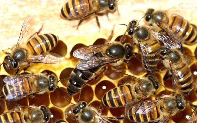 蜂群失王多久可以合并? 蜂王