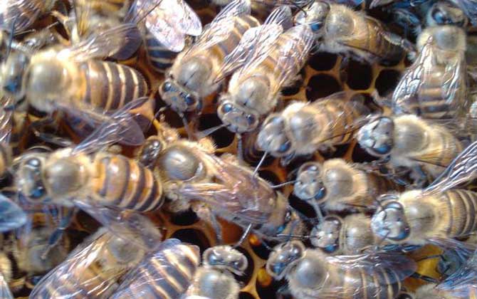 蜜蜂晚上合群打架嗎? 蜂群