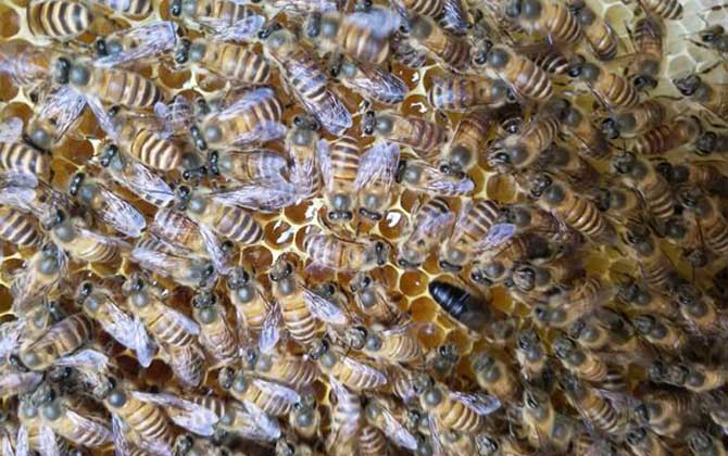 合并蜂群成功率最高是什么方法? 合并蜂群