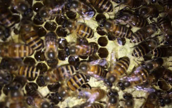 合并蜂群成功率最高是什么方法? 合并蜂群