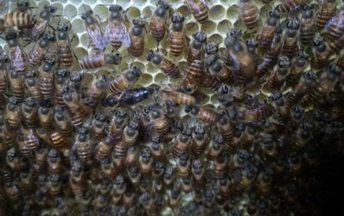 合并蜂群成功率最高是什么方法? 合并蜂群