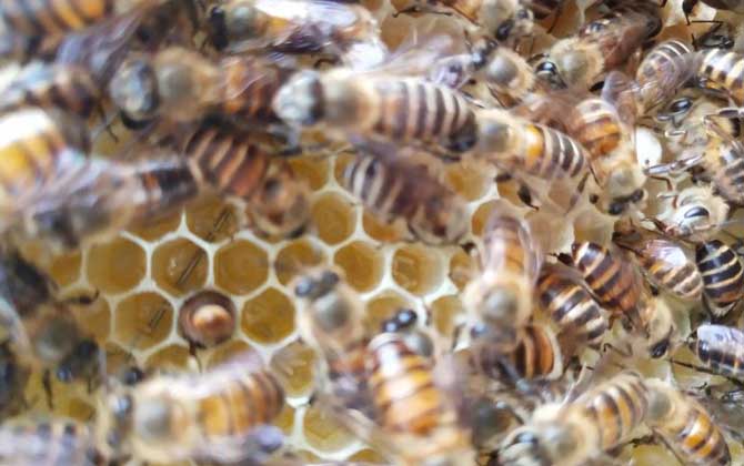 合并蜂群成功率最高是什么方法? 合并蜂群