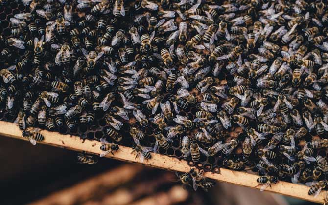 合并蜂群多久可以穩(wěn)定下來? 合并蜂群