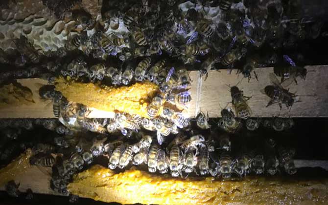 合并蜂群多久可以穩(wěn)定下來? 合并蜂群